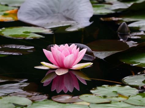 夜蓮|睡蓮の花言葉｜花が咲く時期や季節、種類、蓮(ハス) 